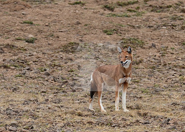 Ethiopian wolf, Canis simensis) an endangered predator endemic to the Ethiopian Highlands. stock-image by Agami/Laurens Steijn,