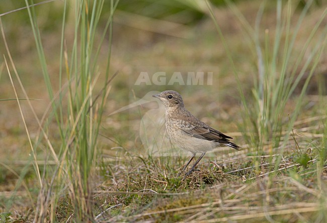 Northern Wheatear immature standing on the ground; Tapuit onvolwassen staand op de grond stock-image by Agami/Arie Ouwerkerk,