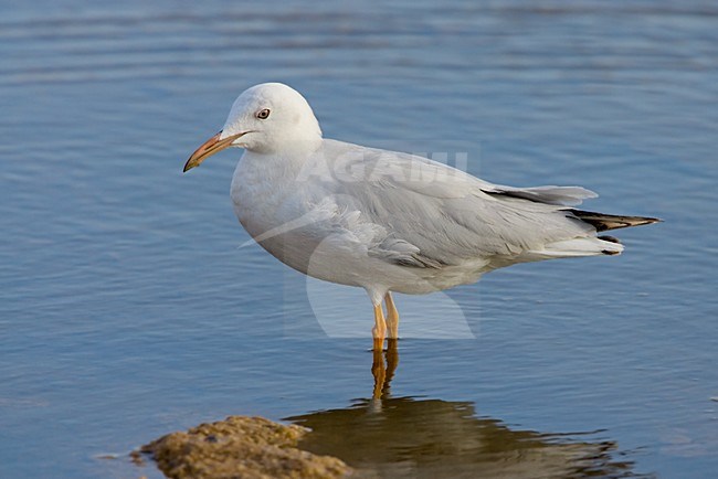 Dunbekmeeuw staand, Slender-billed Gull standing stock-image by Agami/Daniele Occhiato,