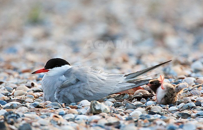 Visdief volwassen op nest met vallend jong; Common Tern adult on nest with young falling stock-image by Agami/Marc Guyt,