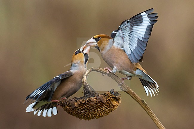 Vechtende Appelvinken; Hawfinches fighting stock-image by Agami/Daniele Occhiato,
