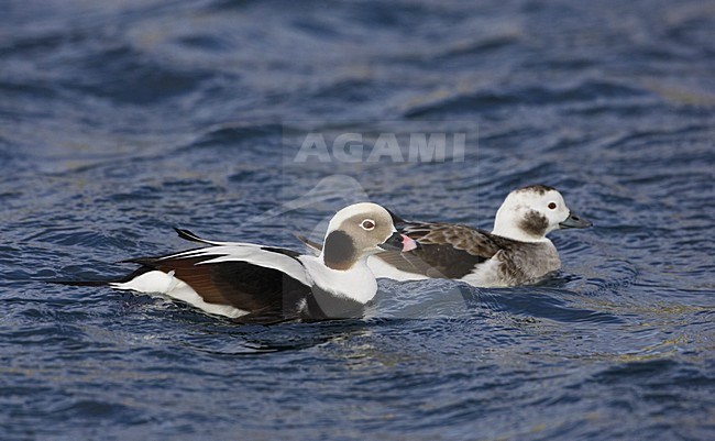 IJseend paartje in water; Long-tailed Duck pair in water stock-image by Agami/Markus Varesvuo,