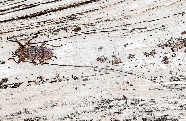 Timberman beetle, Timmerboktor, Acanthocinus aedilis stock-image by Agami/Wil Leurs,