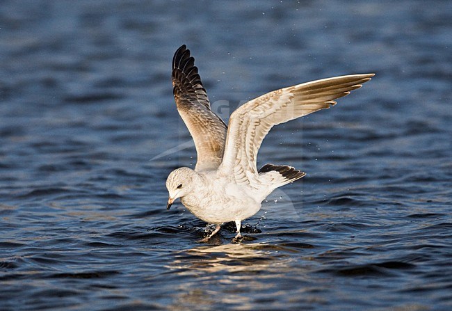 Stormmeeuw, Mew Gull stock-image by Agami/Marc Guyt,