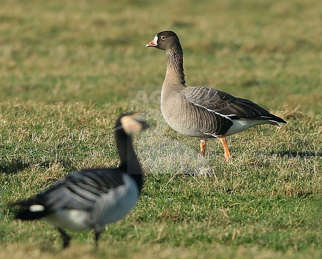 Lesser White-fronted Goose (Anser erythropus) first winter standing, seen from the side. stock-image by Agami/Fred Visscher,