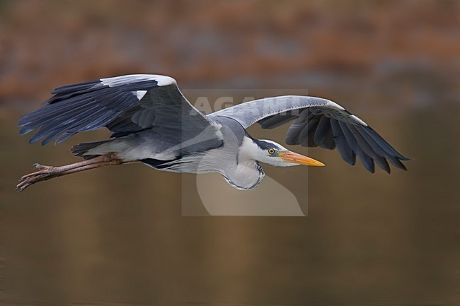 Blauwe Reiger in de vlucht; Grey Heron in flight stock-image by Agami/Daniele Occhiato,