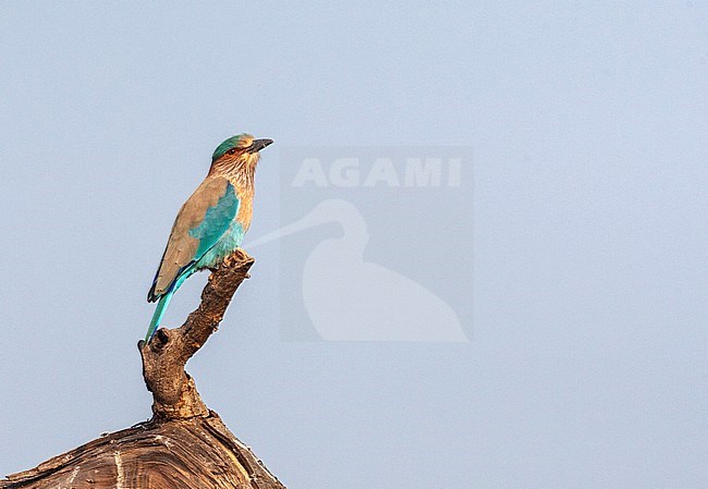 Indian roller (Coracias benghalensis) perched on dead fallen tree. stock-image by Agami/Marc Guyt,