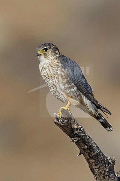 Adult male American Merlin (Falco columbarius columbarius) wintering in Riverside County, California, in November. Perched on a dead branch against a brown background. stock-image by Agami/Brian E Small,