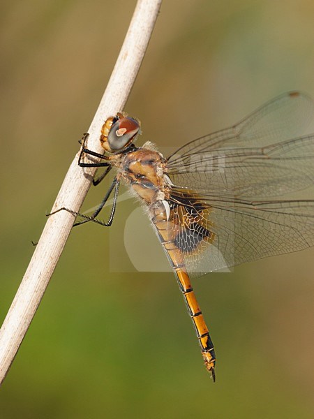 Vrouwtje Gevlekte zwerver, Female Tramea basilaris stock-image by Agami/Wil Leurs,