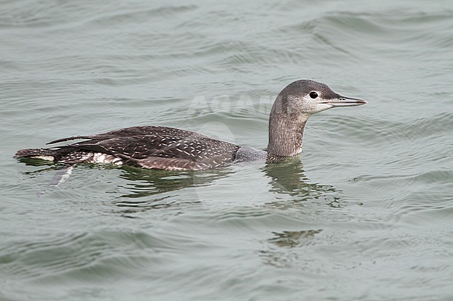 Juveniele Roodkeelduiker, Juvenile Red-throated Loon stock-image by Agami/Karel Mauer,