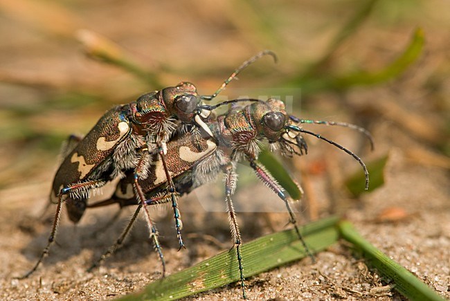 Mating Northern dune tiger beetle Netherlands, Parende Basterd Zandloopkever Nederland stock-image by Agami/Wil Leurs,