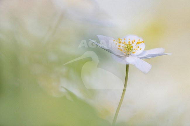 Wood anemone, Bosanemoon, Anemone nemorosa stock-image by Agami/Wil Leurs,