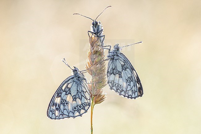 Marbled Whites with dew drops after a cool night in the grass stock-image by Agami/Onno Wildschut,