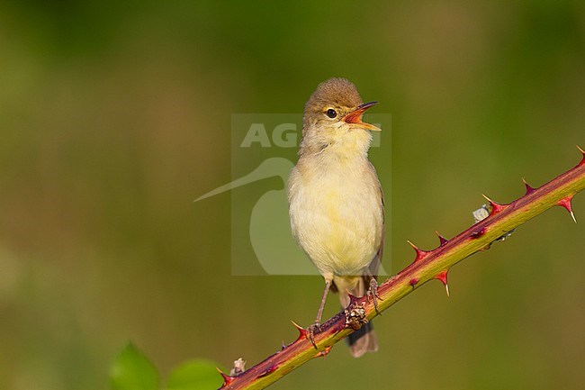 Melodious Warbler - Orpheusspötter - Hippolais polyglotta, Germany stock-image by Agami/Ralph Martin,