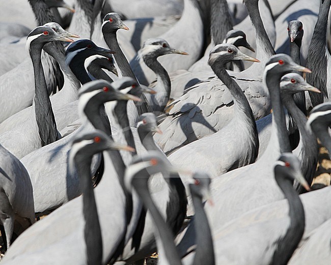 Jufferkraan; Demoiselle Crane (Anthropoides virgo) stock-image by Agami/James Eaton,