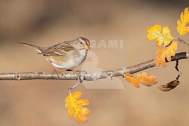 Immature
Santa Barbara Co., CA
November 2022 stock-image by Agami/Brian E Small,