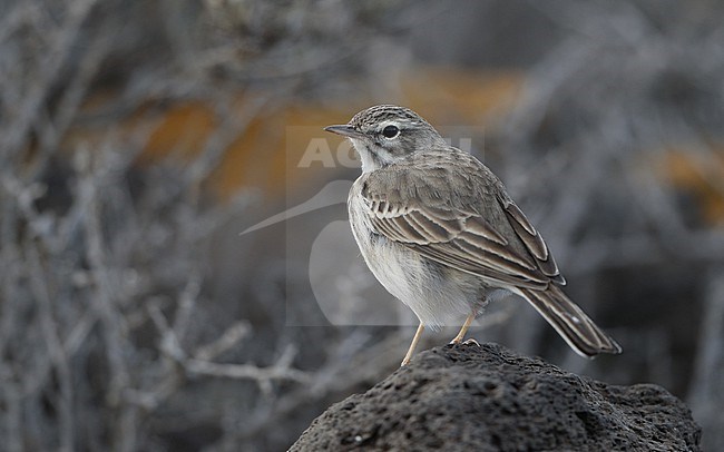 Berthelot's Pipit (Anthus berthelotii berthelotii) perched on a rock at la Rasca, Tenerife, Canary Islands stock-image by Agami/Helge Sorensen,