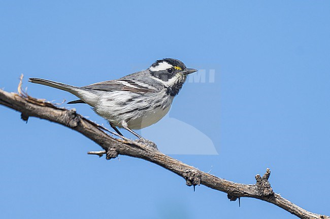 Adult male
Riverside Co., CA
April 2022 stock-image by Agami/Brian E Small,