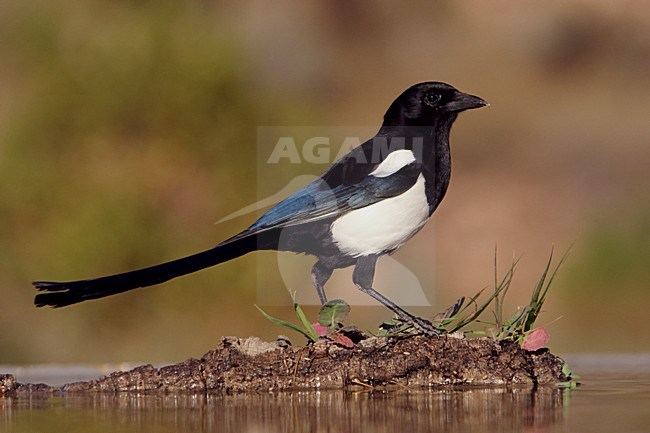 Ekster bij water; Eurasian Magpie near water stock-image by Agami/Markus Varesvuo,