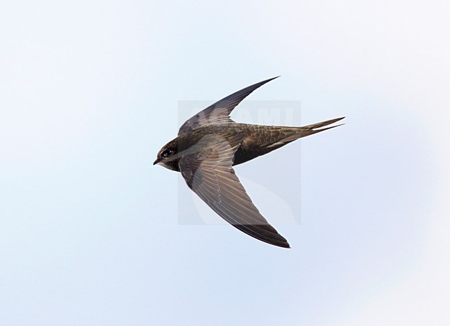 Vliegende fouragerende Gierzwaluw;Flying foraging Common Swift stock-image by Agami/Ran Schols,