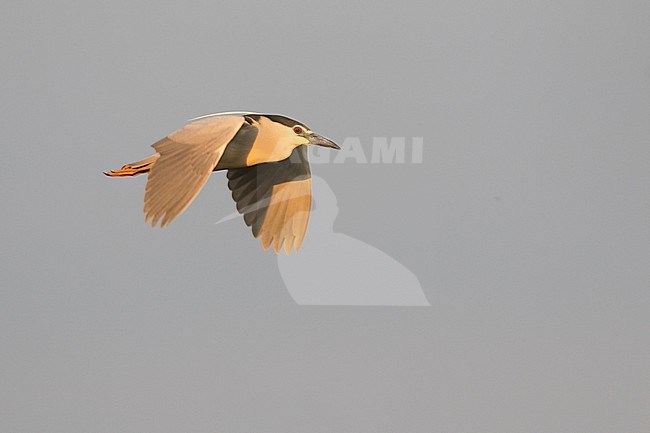 Adult Black-crowned Night Heron (Nycticorax nycticorax ssp. nycticorax) in flight against the sky as background in Hungary. stock-image by Agami/Ralph Martin,