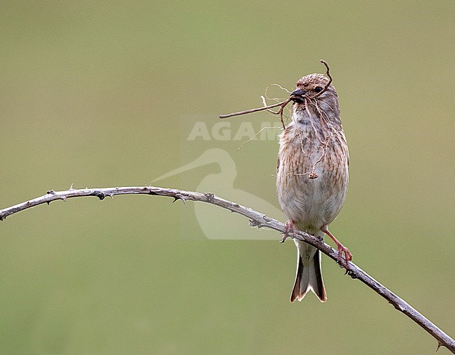 Common Linnet, Carduelis cannabina stock-image by Agami/Roy de Haas,