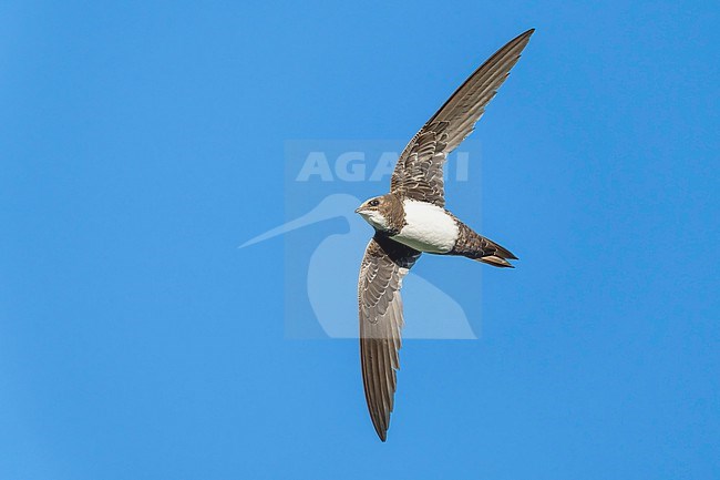 Alpine Swift (Tachymarptis melba) flying agains blue sky in Switzerland. stock-image by Agami/Marcel Burkhardt,