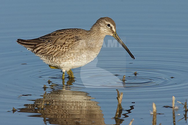 Onvolwassen Grote Grijze Snip, Juvenile Long-billed Dowitcher stock-image by Agami/Brian E Small,