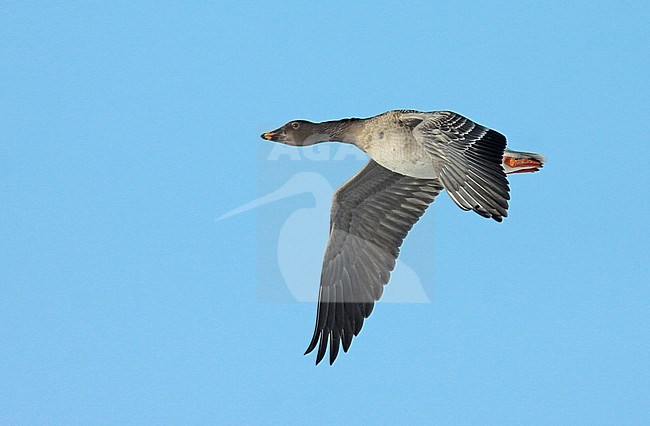 Tundra Bean Goose (Anser serrirostris). Adult in flight seen from the side showing upperwing and underwing. stock-image by Agami/Fred Visscher,