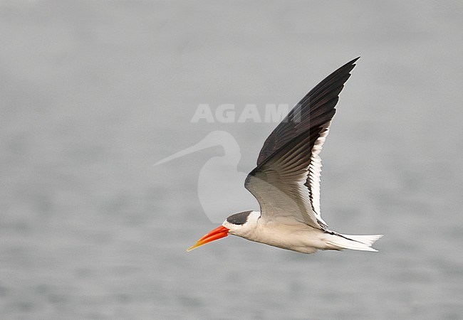 Adult Indian Skimmer (Rynchops albicollis) in the clean Chambal river in India. stock-image by Agami/Josh Jones,