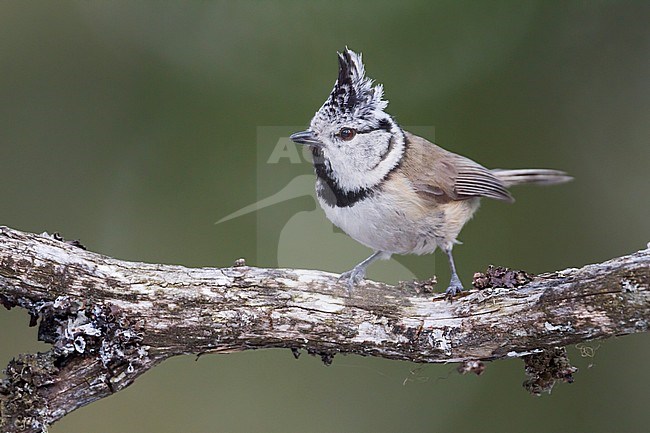 Crested Tit - Haubenmeise - Lophophanes cristatus ssp. cristatus, Austria, adult stock-image by Agami/Ralph Martin,