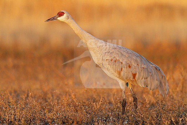 Sandhill Crane (Grus canadensis) feeding in a flooded field near the Bosque del Apache wildlife refuge near Socorro, New Mexico, USA. stock-image by Agami/Glenn Bartley,