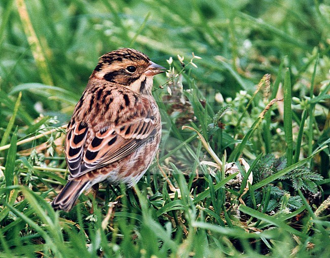 Autumn plumaged Rustic Bunting (Emberiza rustica) in Great Britain. stock-image by Agami/Michael McKee,