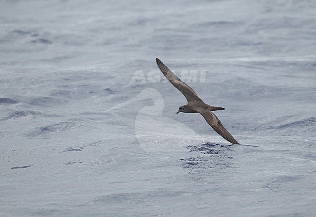 Bulwers Stormvogel vliegt laag over golven; Bulwer's Petrel flying low over waves stock-image by Agami/Mike Danzenbaker,