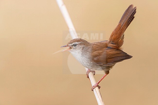 Cetti's Warbler (Cettia cetti), adult singing and displaying from a reed, Campania, Italy stock-image by Agami/Saverio Gatto,