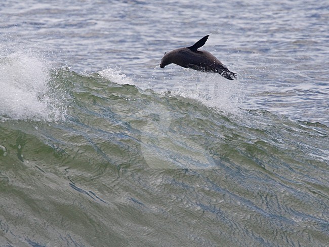 Kaapse pelsrob uit zee springend, Cape Fur Seal jumping out of the sea stock-image by Agami/Wil Leurs,