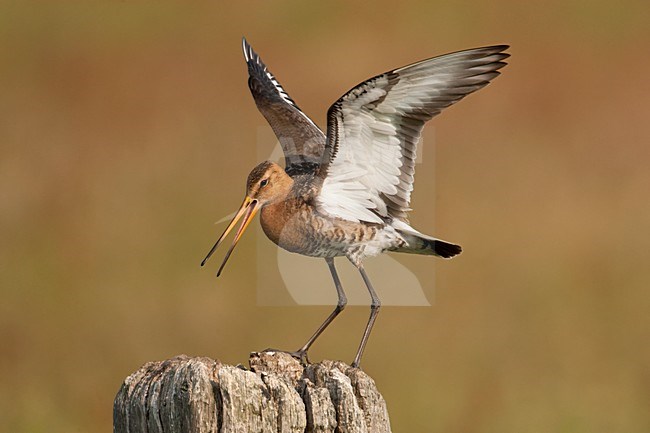 Grutto op paal in weiland; Black-tailed Godwit perched on a fench stock-image by Agami/Arie Ouwerkerk,