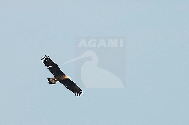 Adult Pallas’s Fish Eagle (Haliaeetus leucoryphus) in flight, also known as Pallas's sea eagle or Band-tailed fish eagle. stock-image by Agami/Marc Guyt,