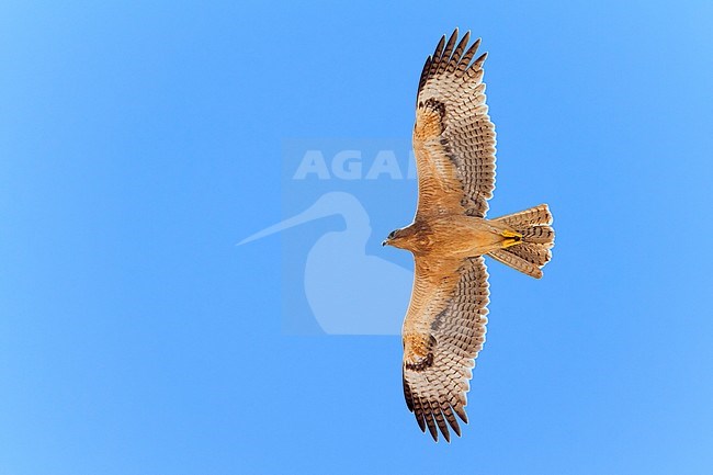 Bonelli's Eagle (Aquila fasciata), juvenile in flight showing underparts stock-image by Agami/Saverio Gatto,