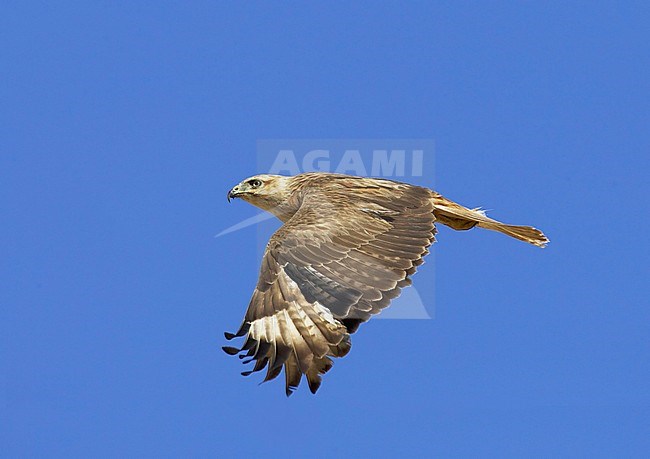 Arendbuizerd in vlucht; Long-legged Buzzard (Buteo rufinus) in flight stock-image by Agami/Tomi Muukkonen,