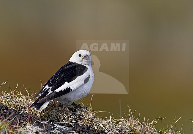 Sneeuwgors mannetje zittend op rots; Snow Bunting male perched on rock stock-image by Agami/Markus Varesvuo,