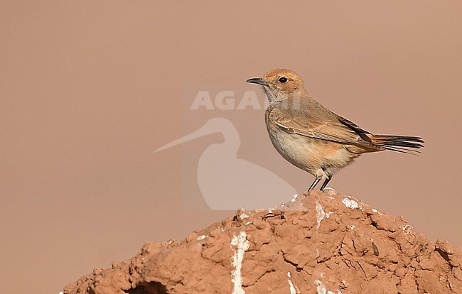 Female Red-rumped Wheatear (Oenanthe moesta) near Boumalne Dades, Morocco stock-image by Agami/Eduard Sangster,