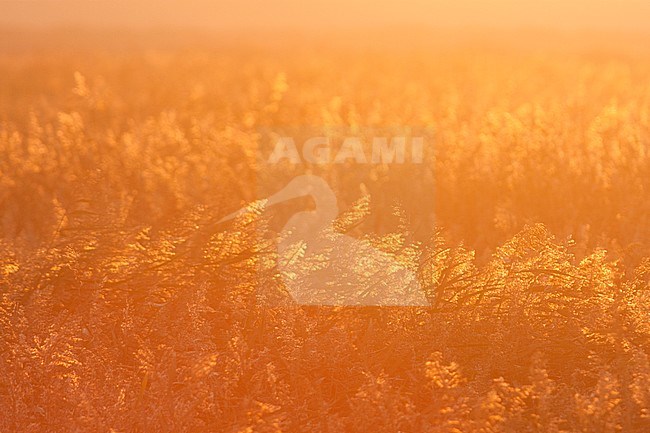 Sunrise over a reed bed on the North Sea coast, Germany stock-image by Agami/Ralph Martin,