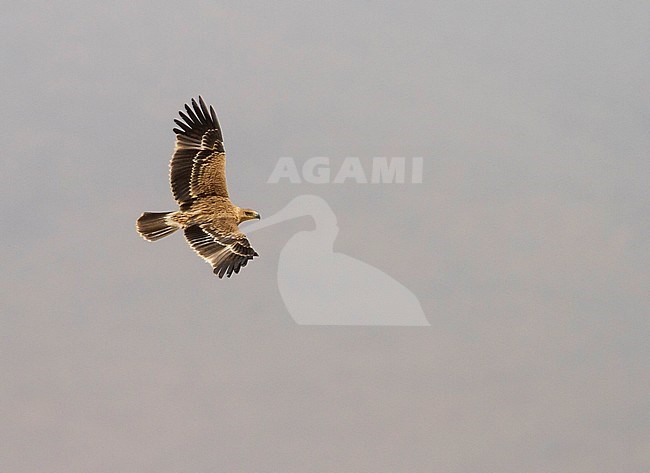 Eastern Imperial Eagle - Kaiseradler - Aquila heliaca, Oman, 2nd cy stock-image by Agami/Ralph Martin,