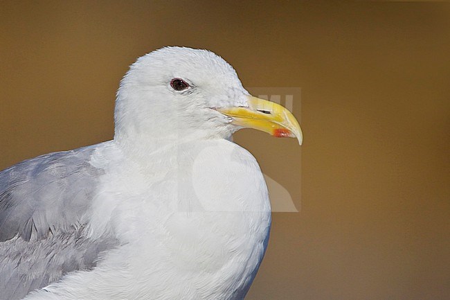 Glaucous-winged Gull (Larus glaucescens) perched on a rock in Victoria, BC, Canada. stock-image by Agami/Glenn Bartley,