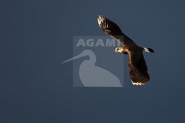 Northern Lapwing - Kiebitz - Vanellus vanellus, Russia (Baikal), adult stock-image by Agami/Ralph Martin,