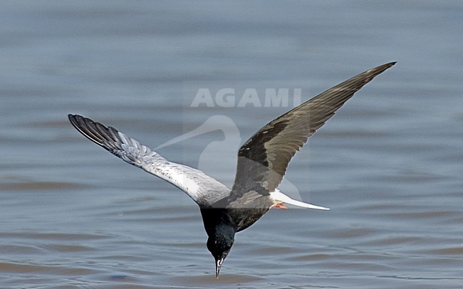 White-winged Tern flying; Witvleugelstern vliegend stock-image by Agami/Roy de Haas,