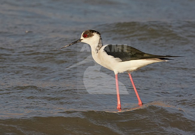 Wadende Steltkluut; Wading Black-winged Stilt stock-image by Agami/Markus Varesvuo,