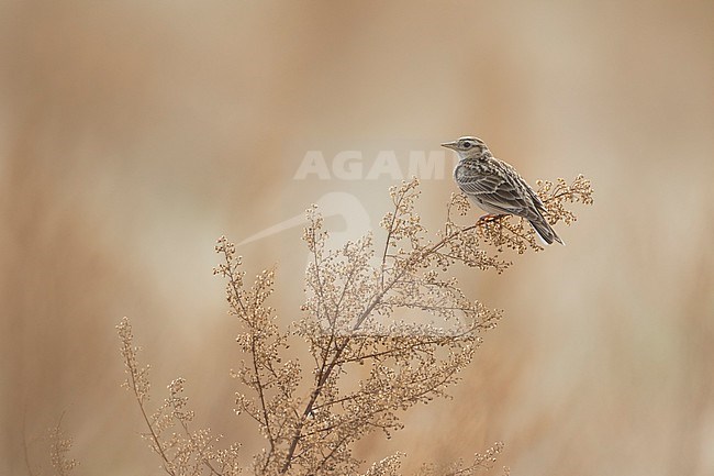 Adult Eastern Eurasian skylark (Alauda arvensis kiborti) in Russia (Baikal) stock-image by Agami/Ralph Martin,