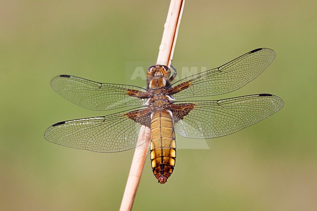 Platbuik, Broad-bodied Chaser stock-image by Agami/Theo Douma,